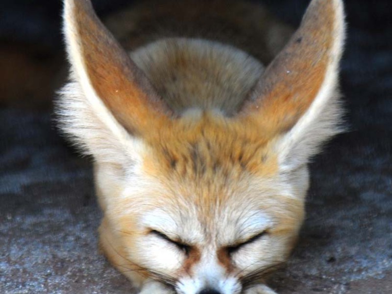 מה אוכל שועל ארוכת אוזניים? מאפייני גזעי שועלים