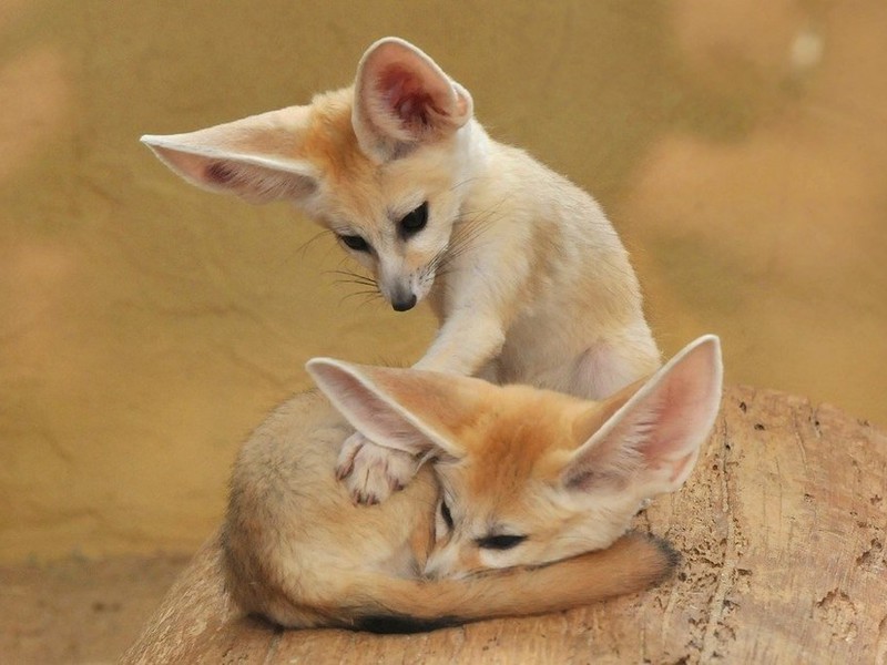 שועל עם אוזניים גדולות מהו אורח חייו של השועל ארוך האוזניים?