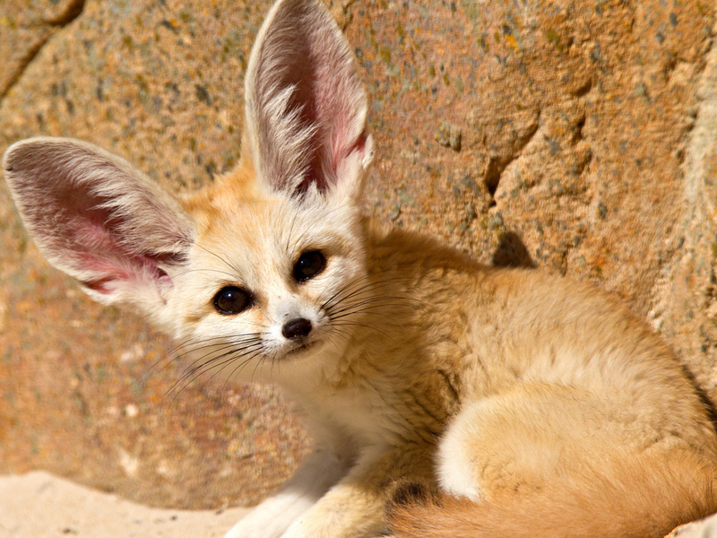 אורח החיים של השועל ארוך האוזניים מה זה שועל פנק?