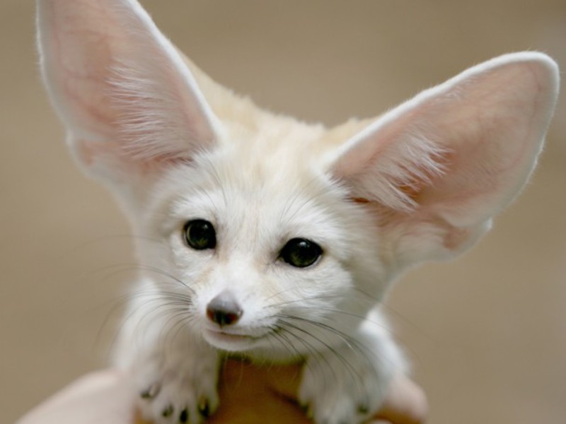 שועל פנק שועל פנק ותיאורו