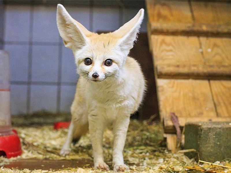 איך נראה שועל ארוך אוזניים? שועל הפנק הוא שועל מדבר.