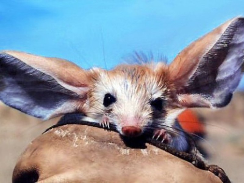 שועל עם אוזניים גדולות שועל פנק, בעל חיים בעל אוזניים ארוכות