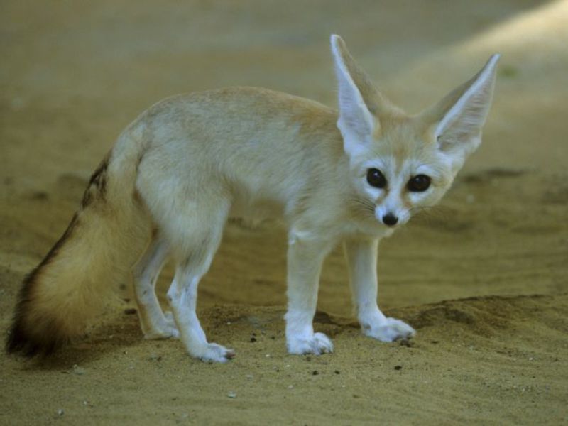 מוזרויות אורח החיים של שועלים שועל עם אוזניים גדולות