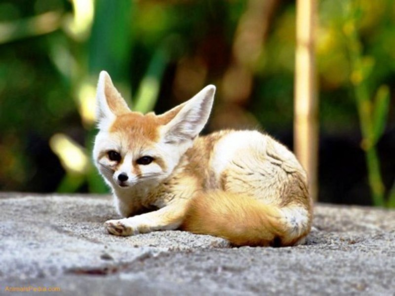 היכן חי השועל ארוך האוזניים? בית הגידול של השועל ארוך האוזניים