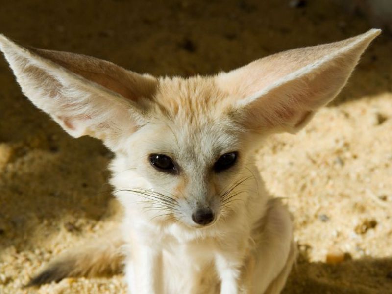 איך חי שועל ארוך אוזניים? שועל מדברי ארוך אוזניים