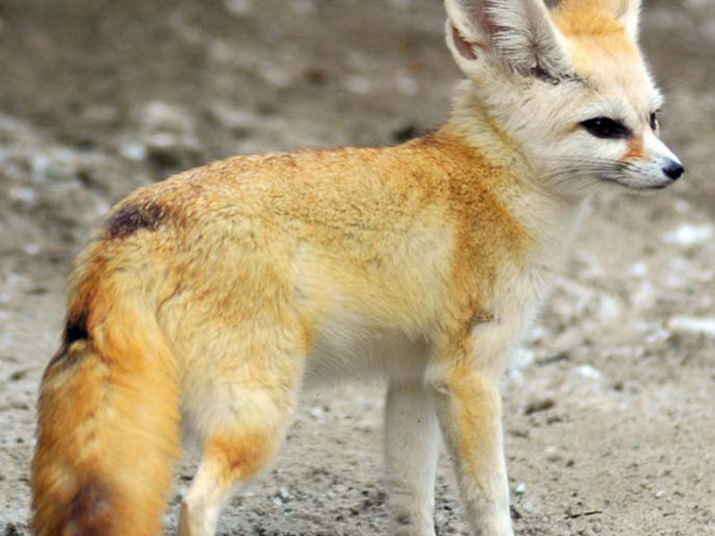 תיאור החיה שועל ארוך אוזניים