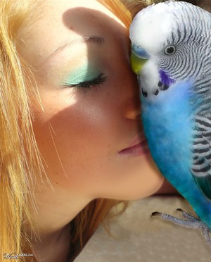 דרכים ללמד תוכי לדבר איך ללמד תוכי לדבר