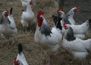 איך לגדל תרנגולות אדלר