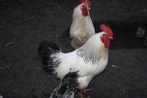 טיפול בתרנגולות אדלר