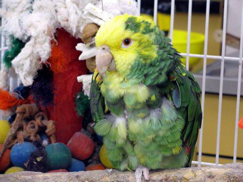 תסמינים, סימנים וטיפול במחלות אצל תוכים