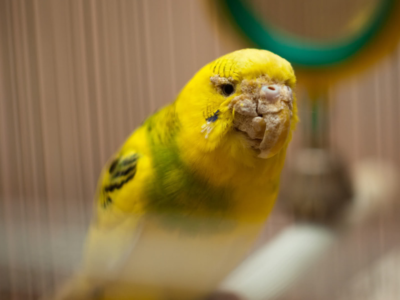 איך לטפל נכון בתוכי