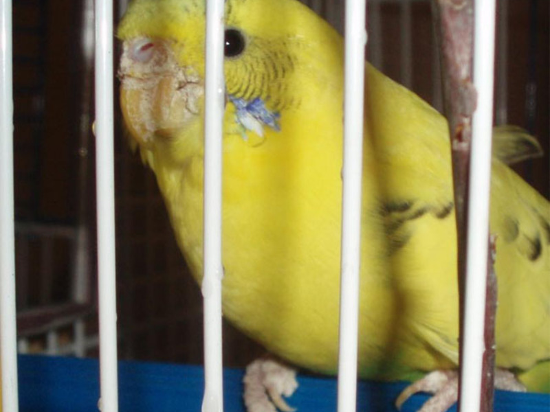 טיפול בתוכים