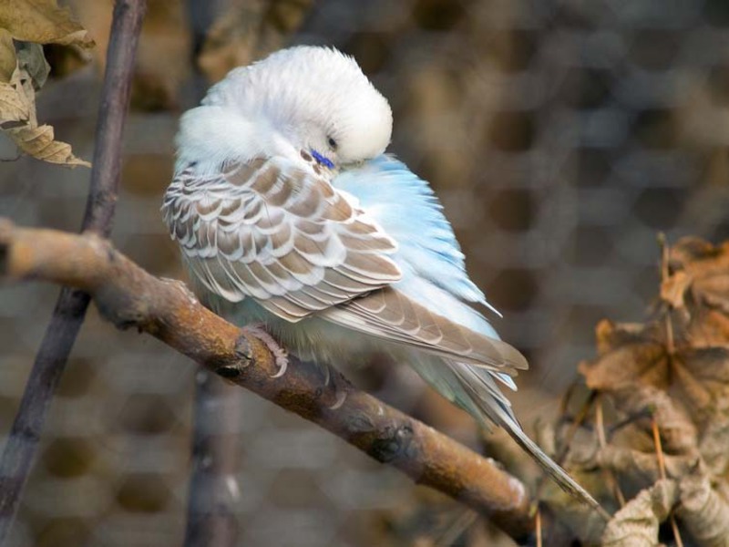 מחלות של תוכים