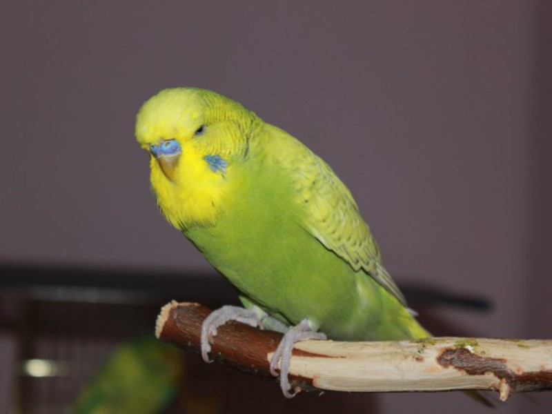 מחלת עיניים אצל תוכי