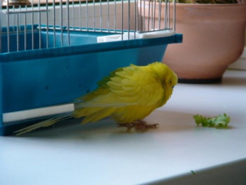 טיפול במחלות שונות