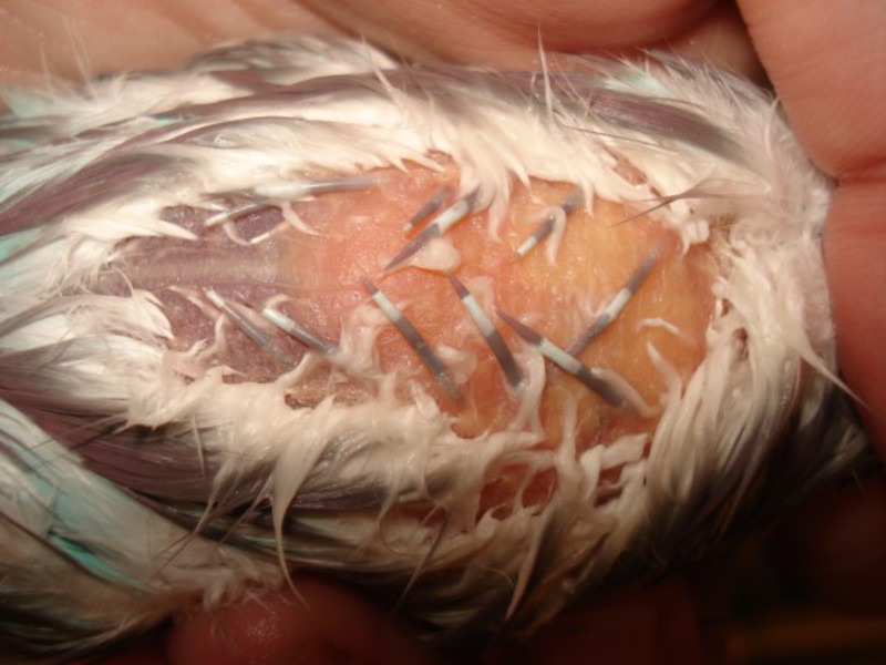 מחלות של תוכים