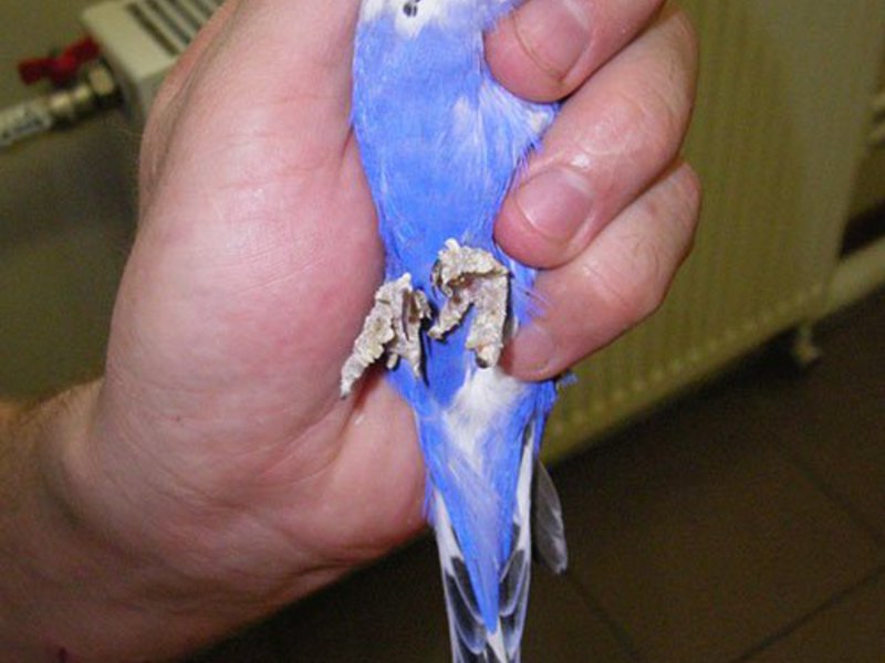 קרציות על תוכי