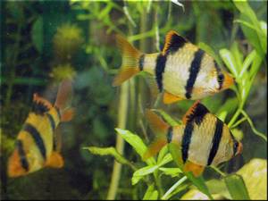 איך לגדל ברבים