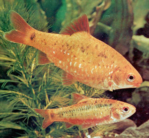 כיצד דקירות מתרבות באקווריום? תאימות דגי אקווריום ברבס