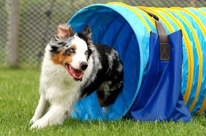 למה אתה צריך זריזות?