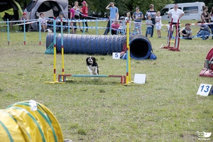 תמונה של תחרות כלבים