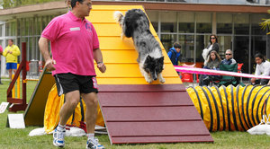 תמונה של שקופית כלבים