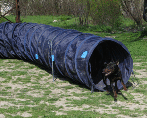 מנהרת זריזות