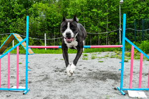 תמונה קופצת
