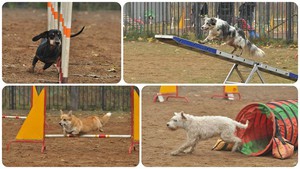 אילוף כלבים תמונות של אילוף כלבים