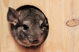 צ'ינצ'ילה בבית שלה