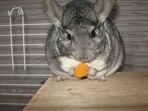 צ'ינצ'ילה בזמן הארוחה הצ'ינצ'ילה אוכלת