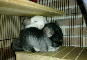 זוג צ'ינצ'ילות שתי צ'ינצ'ילות יחד