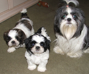 תיאור גזע הכלבים שיצו ותמונות של כלבי שיצו