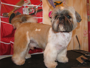 דמות חיה גזע כלבים שי צו