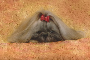 טיפול בכלבי שי צו מדריך טיפול בשיצו