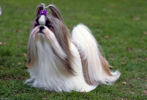 מחיר גורי שי צו מחיר גורי שי צו