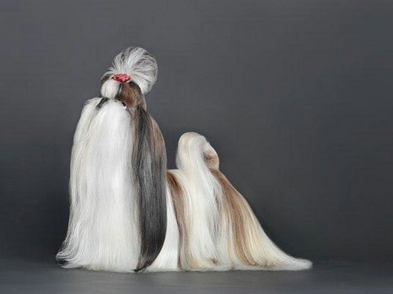 איך לטפח כלב שיצו מה אוכלים כלבי שיצו?