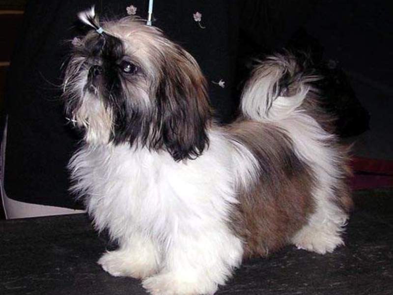 גזע כלבים שי צו תזונה של שי צו