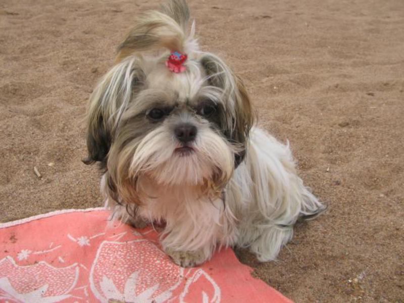 תחזוקת גזע שי צו איך לטפח כלב שיצו