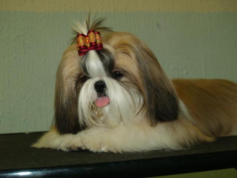 כלב שי צו איך להאכיל שיצו