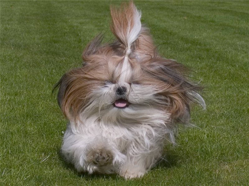 מאפייני גזע כלב שי צו