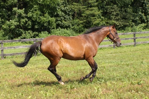רשימת שמות של סוסים: איך לקרוא לסוס?