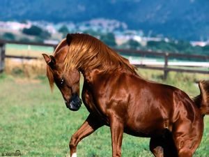 רשימת שמות סוסים איך לתת שם לסוס