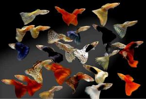 דגים צבעוניים מקרקעית האוקיינוס