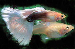 אקווריום לגאפים