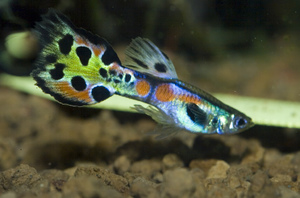 דגי גופי באקווריום