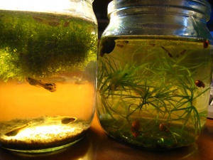 טיפול בטיגונים דג גופי