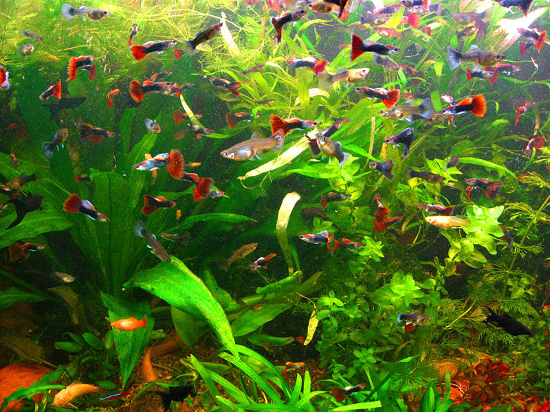 דגי אקווריום לא יומרניים גופי אקווריום