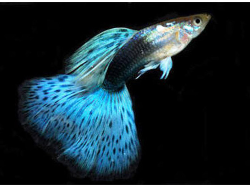 איך לגדל גופים תחזוקה וטיפול בגופי