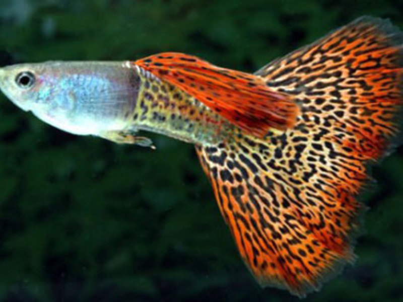 דגי אקווריום לא יומרניים דגי גופי באקווריום